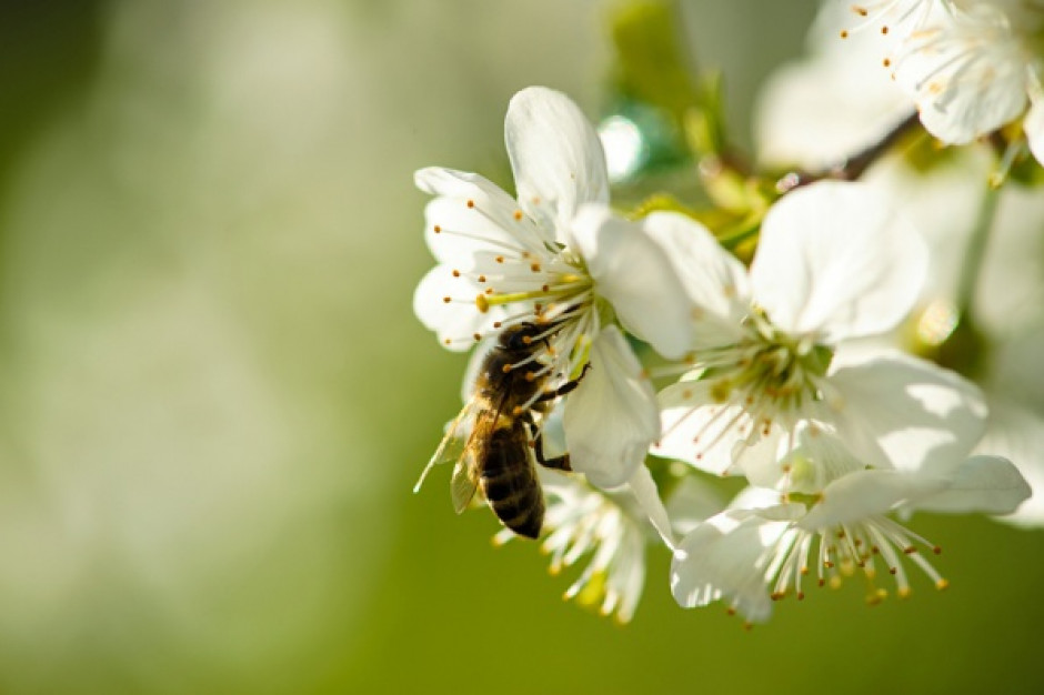 W Belgii plaga azjatyckich szerszeni; są zagrożeniem dla pszczół