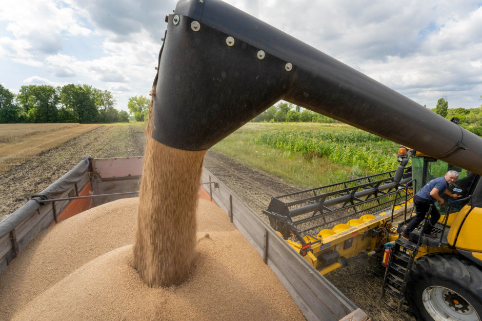 Rumunia: zbiory pszenicy tak duże, że będzie można je eksportować