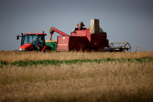 Świętokrzyskie: rolnicy zebrali z pół około 50 proc. zbóż