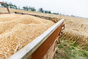 Zbiory zbóż: Zaawansowanie na Dolnym Śląsku wyższe niż rok temu