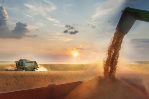 Świętokrzyskie: Rolnicy zebrali z pól ponad 70 proc. zbóż