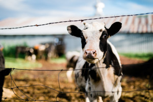150 tys. zł kary dla Farmy Mleka. Zachęcali do inwestycji w krowy, których nie było