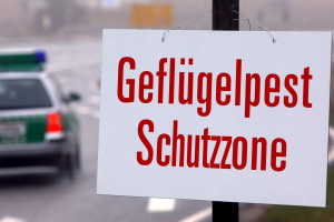 Niemcy: Ptasia grypa w drobiarskim zagłębiu. Wybito ponad 100 tys. sztuk drobiu