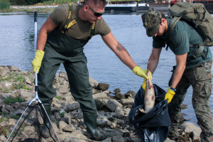 Zatrucie Odry: Żołnierze i strażacy wyciągnęli z rzeki 4,5 tony śniętych ryb