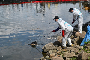 Nie tylko Odra. Niemcy odkryli setki martwych ryb w kolejnej rzece