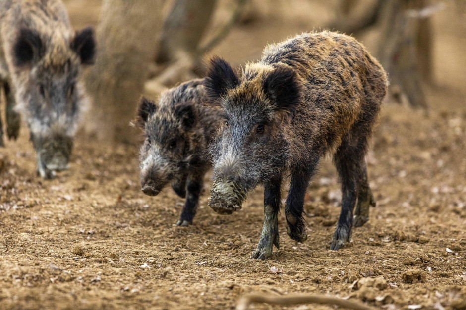 W związku z zatruciem Odry myśliwi powinni ograniczyć polowania na dziki? fot. PAP Zatrucie Odry. Ekolog apeluje o zmniejszenie liczby polowań na dziki
