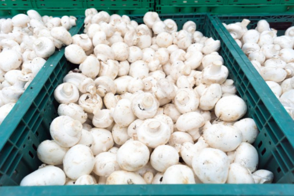 Co trzecia wyeksportowana pieczarka pochodzi z Polski /fot. shutterstock Polska pieczarkową potęgą. Ma 32-proc. udział w światowym eksporcie