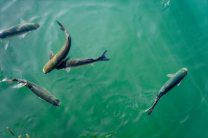 W Odrze wykryto żywe ryby
