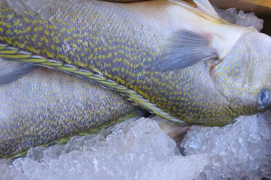 Wpływ skażenia Odry na sprzedaż ryb