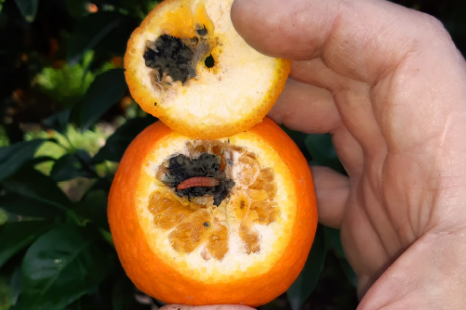 UE wprowadza obowiązek chłodzenia pomarańczy z RPA. 
