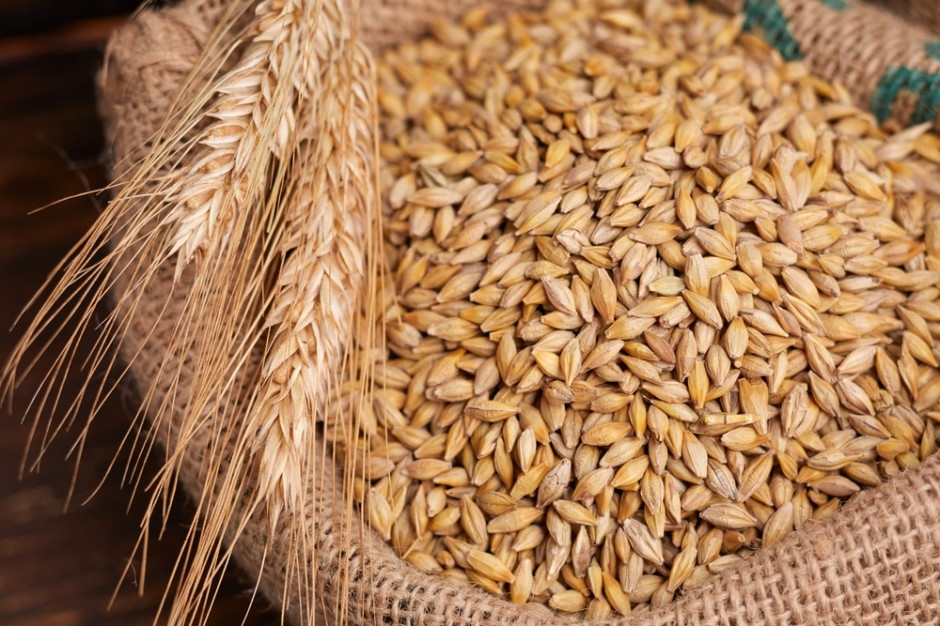 FAO obniżył prognozę produkcji zbóż w 2022 roku