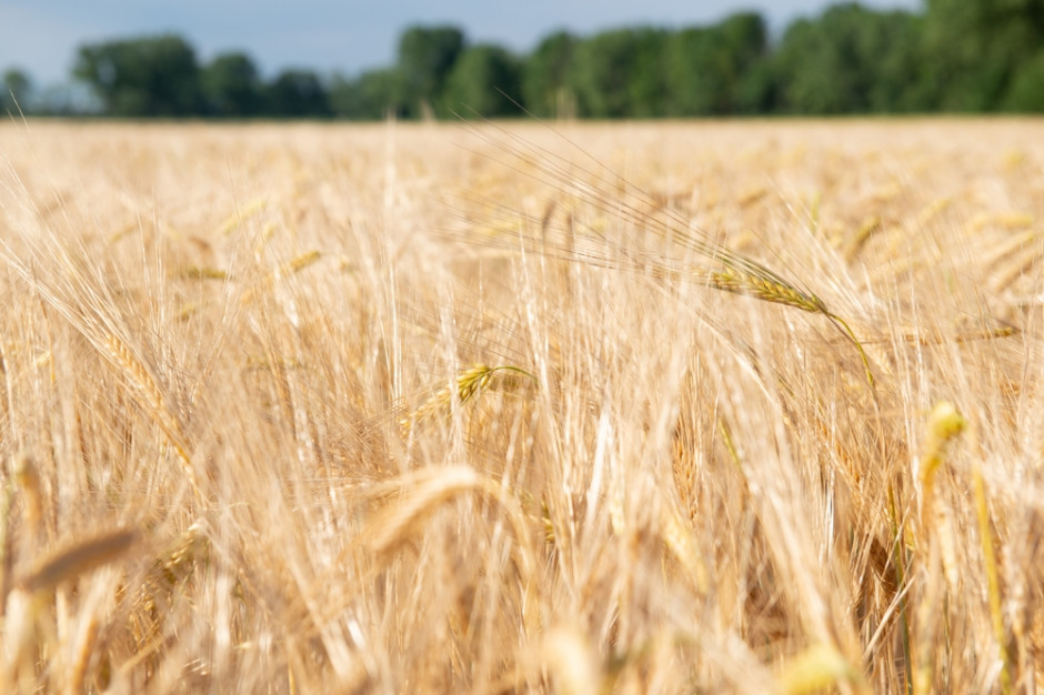 Prezes PAIH: międzynarodowe rynki zbóż pozostaną napięte