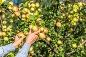 Dramatycznie brakuje pracowników do zrywania jabłek