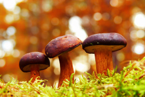 Dzień Grzyba 2022: Ile grzybów zbieramy rocznie?