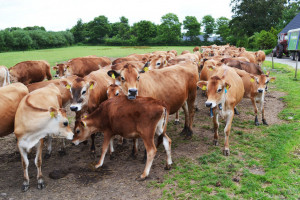 Zarzuty za zagłodzenie 40 sztuk bydła