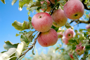 Jabłka ulubionym owocem Polaków. Ile jabłek zjadamy rocznie?