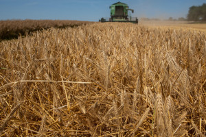 Ceny zbóż: Handel ziarnem zbóż się ożywił