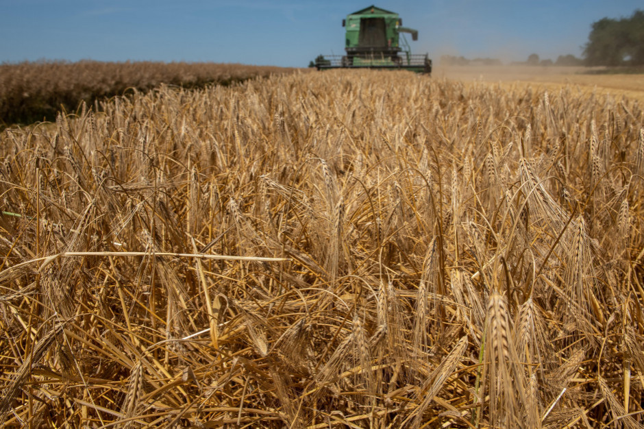 Ceny zbóż 2022: Handel ziarnem zbóż się ożywił