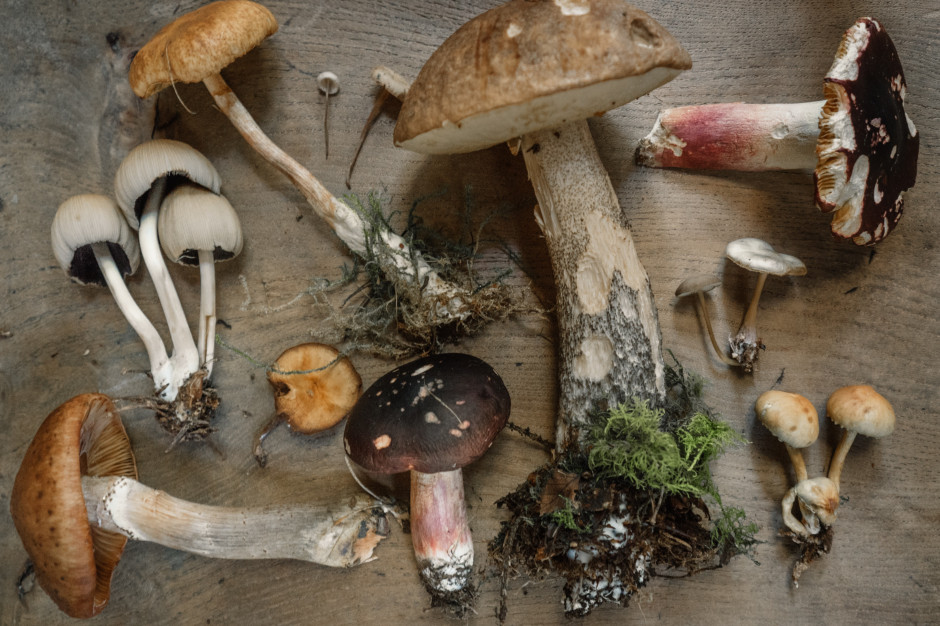 Które grzyby można jeść? Jak je rozpoznać? Gatunki grzybów w Polsce zaskakują