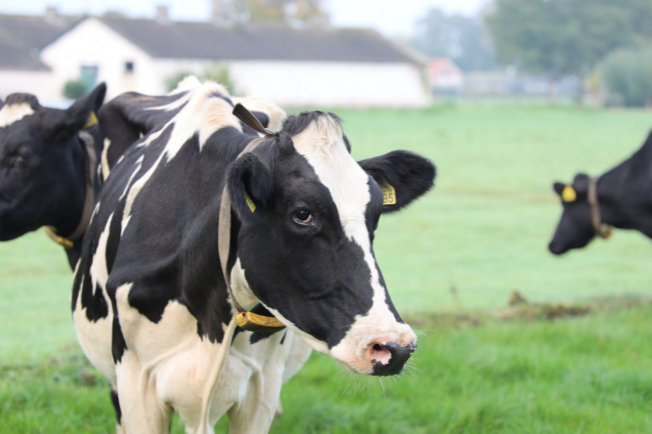 Wrzesień przyniósł kolejne wzrosty cen mleka