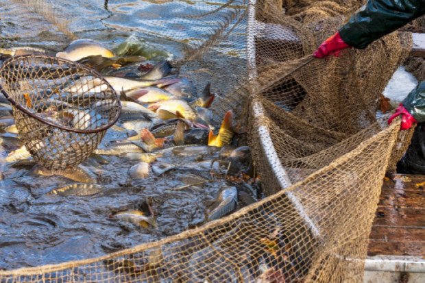 Kartka z kalendarza. 21 listopada to Światowy Dzień Rybołówstwa