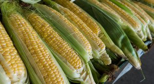 Izba Zbożowo-Paszowa: są kłopoty ze sprzedażą mokrej kukurydzy