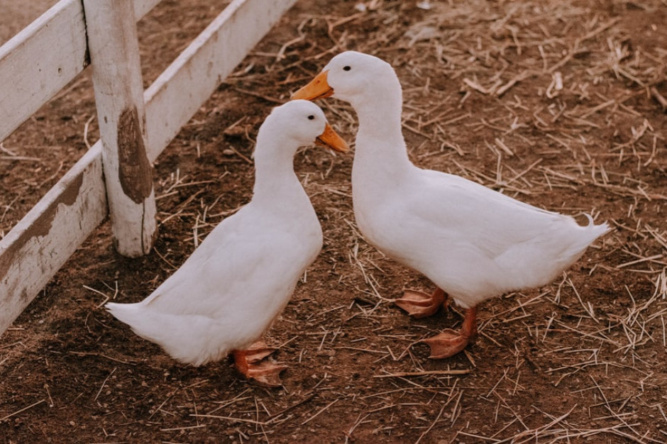 Ognisko wysoce zjadliwej grypy ptaków w hodowli kaczek na Lubelszczyźnie
