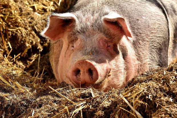 Będzie wsparcie dla hodowców świń, którzy ucierpieli z powodu wojny