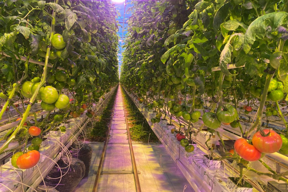 Polski pomidorowy gigant inwestuje za granicą. Zbuduje szklarnię za 25 mln euro