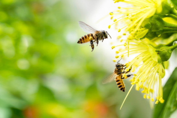 Woj. małopolskie przeznacza 450 tys. zł na ochronę pszczół