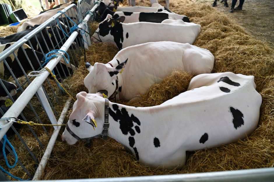 Fundusz Ochrony Rolnictwa może stać się zgubą polskich mleczarni