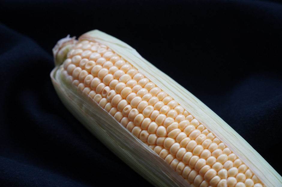 IMC zakończyła najdłuższe żniwa kukurydzy
