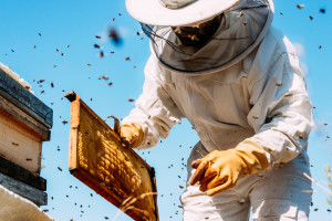 Pomoc dla pszczelarzy. Kiedy ruszy nabór wniosków?