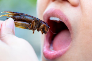 Wprowadzenie na rynek jadalnych owadów nie takie proste?