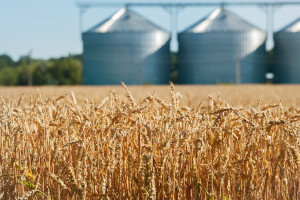 Jeden z czołowych producentów zbóż na świecie notuje historyczny spadek eksportu