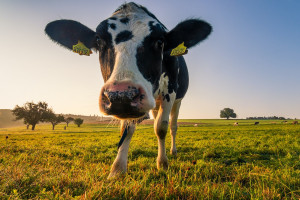 Czy podwyżka cen mleka w OSM Gostyń uspokoi nastroje rolników?