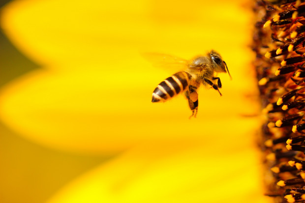 Naukowcy zbudowali robota-pszczołę, który może latać we wszystkich kierunkach