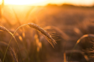 KE potwierdza zakaz importu zbóż z Ukrainy do 15.09. Polska liczy na przedłużenie