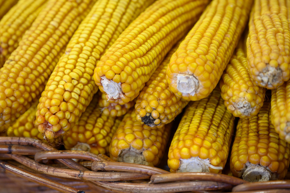 ARiMR: 8 tys. wniosków o pomoc od producentów m.in. kukurydzy, żyta i rzepaku