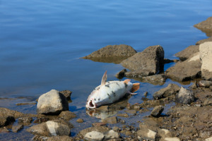 Død fisk i Oder grensestrekning