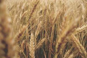 KOWR: Polska wyeksportowała rekordową ilość zbóż