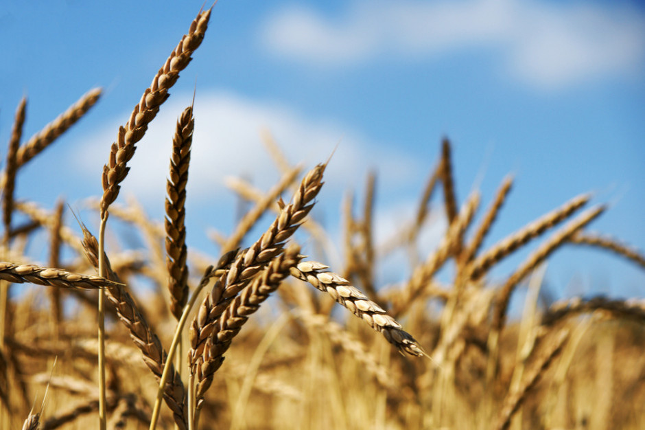 Ceny zbóż 2023. Ile obecnie kosztuje pszenica?