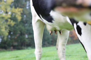 Zrównoważona produkcja i przetwórstwo mleka wchodzi do głównego nurtu