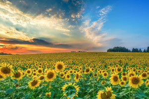 Ukraina wprowadzi cła i ograniczy eksport rolny na Zachód? "Zdrowa prowokacja"