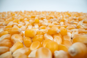Rządowa Agencja Rezerw Strategicznych chce kupić kukurydzę. Co najmniej 5 tys. ton