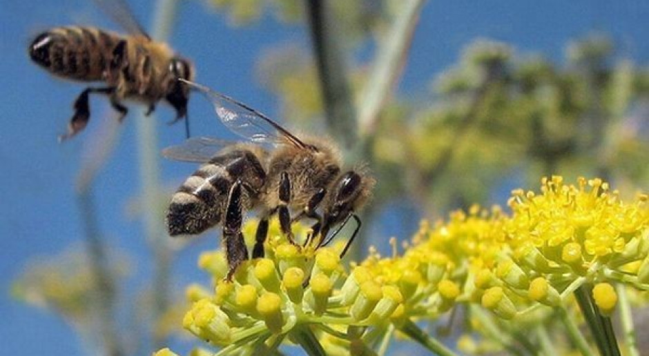 A new species of bees has appeared in Europe