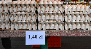 W Polsce wzrosła produkcja jaj? "To GUS zmienił metodologię"