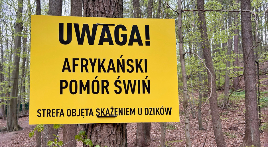 ASF ma poważne skutki ekonomiczne. Co wiemy o tej chorobie?