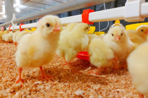 Ptasia grypa u jednego z największych producentów brojlerów