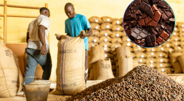Rynek kakao wciąż niestabilny. Czekolada będzie towarem luksusowym? "To realny scenariusz"